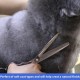 Dog Grooming Scissors, Curved Scissors for Dog Grooming, 7.5 Inches, 30 Degree Curved Blade, Lightweight Pet Scissors for Trimming Face and Paws Dog Grooming Scissors, Curved Scissors for Dog Grooming, 7.5 Inches, 30 Degree Curved Blade, Lightweight Pet Scissors for Trimming Face and Paws