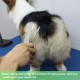 Dog Grooming Scissors, Curved Scissors for Dog Grooming, 7.5 Inches, 30 Degree Curved Blade, Lightweight Pet Scissors for Trimming Face and Paws Dog Grooming Scissors, Curved Scissors for Dog Grooming, 7.5 Inches, 30 Degree Curved Blade, Lightweight Pet Scissors for Trimming Face and Paws