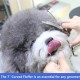 Dog Grooming Scissors, Curved Scissors for Dog Grooming, 7.5 Inches, 30 Degree Curved Blade, Lightweight Pet Scissors for Trimming Face and Paws Dog Grooming Scissors, Curved Scissors for Dog Grooming, 7.5 Inches, 30 Degree Curved Blade, Lightweight Pet Scissors for Trimming Face and Paws