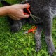 Dog Scissors - Set of 2 Scissors for Grooming Dogs - Stainless Steel Dog Grooming Scissors with Rounded Tip - Ideal for Paw Care and Hair Cutting