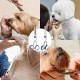 Dog Scissors, Curved Scissors for Dogs and Cats, Safety Round Tip Grooming Scissors, Stainless Steel Fur Scissors for Dogs and Cats Dog Scissors, Curved Scissors for Dogs and Cats, Safety Round Tip Grooming Scissors, Stainless Steel Fur Scissors for Dogs and Cats