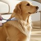 Dog Scissors, Curved Scissors for Dogs and Cats, Safety Round Tip Grooming Scissors, Stainless Steel Fur Scissors for Dogs and Cats Dog Scissors, Curved Scissors for Dogs and Cats, Safety Round Tip Grooming Scissors, Stainless Steel Fur Scissors for Dogs and Cats
