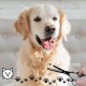 Dog Scissors, Curved Scissors for Dogs and Cats, Safety Round Tip Grooming Scissors, Stainless Steel Fur Scissors for Dogs and Cats Dog Scissors, Curved Scissors for Dogs and Cats, Safety Round Tip Grooming Scissors, Stainless Steel Fur Scissors for Dogs and Cats