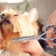 Dog Scissors, Curved Scissors for Dogs and Cats, Safety Round Tip Grooming Scissors, Stainless Steel Fur Scissors for Dogs and Cats Dog Scissors, Curved Scissors for Dogs and Cats, Safety Round Tip Grooming Scissors, Stainless Steel Fur Scissors for Dogs and Cats