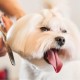 Dog Scissors, Pack of 2 Dog Scissors, Curved Scissors, Dog Fur Scissors for Dogs, Dogs and Cats, Safety Round Tip Grooming Scissors, Stainless Steel Fur Scissors for Dogs and Cats