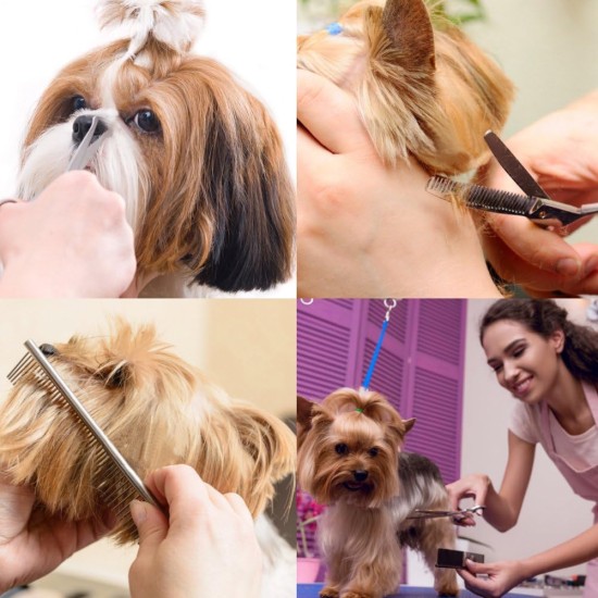 Dog Scissors with Round Tip, 5 in 1 Dog Scissors Set, Stainless Steel Cat Grooming Scissors, Dog Scissors Set for Full Body, Face, Nose and Ear Dog Scissors with Round Tip, 5 in 1 Dog Scissors Set, Stainless Steel Cat Grooming Scissors, Dog Scissors Set for Full Body, Face, Nose and Ear