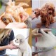 Dog Scissors with Round Tip, 5 in 1 Dog Scissors Set, Stainless Steel Cat Grooming Scissors, Dog Scissors Set for Full Body, Face, Nose and Ear Dog Scissors with Round Tip, 5 in 1 Dog Scissors Set, Stainless Steel Cat Grooming Scissors, Dog Scissors Set for Full Body, Face, Nose and Ear