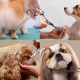 Dog grooming scissors, pet scissors, curved grooming scissors, hair scissors, grooming scissors for dogs and cats with round safety tip, stainless steel grooming scissors for dogs, cats and other Dog grooming scissors, pet scissors, curved grooming scissors, hair scissors, grooming scissors for dogs and cats with round safety tip, stainless steel grooming scissors for dogs, cats and other