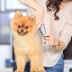 Dream Reach 6.5 Inch Professional Curved Dog Scissors Fur Scissors with Ergonomic Handle 440C Stainless Steel Safety Fur Scissors for Dogs Cats Cutting Black Dream Reach 6.5 Inch Professional Curved Dog Scissors Fur Scissors with Ergonomic Handle 440C Stainless Steel Safety Fur Scissors for Dogs Cats Cutting Black