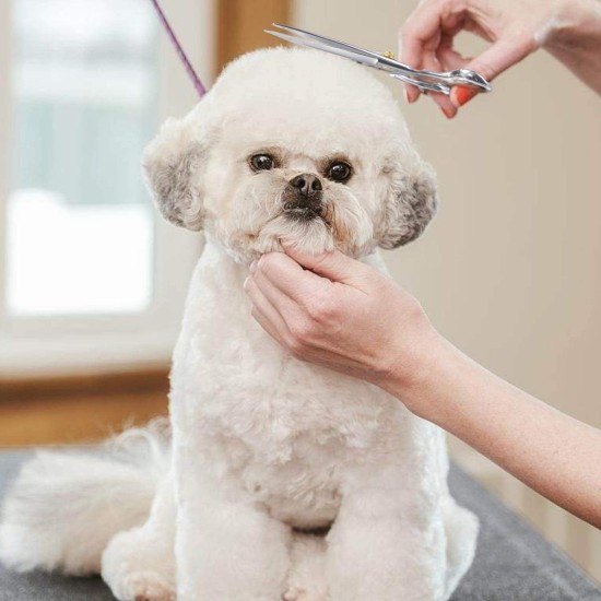 Dream Reach Professional Dog Scissors Curved Dog Grooming Scissors Pet Care Curved Scissors Made of 440C Japanese Stainless Steel Grooming for Dogs Cats (7 Inch Curved Scissors) Dream Reach Professional Dog Scissors Curved Dog Grooming Scissors Pet Care Curved Scissors Made of 440C Japanese Stainless Steel Grooming for Dogs Cats (7 Inch Curved Scissors)