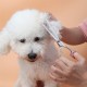 GEMEK Pet Cat Dog Grooming Scissors Set of 4 Stainless Steel Professional Pet Trimmer Kit - 7.5 Inch Straight Scissors, Thinning Scissors, Curved Scissors, Grooming Combs GEMEK Pet Cat Dog Grooming Scissors Set of 4 Stainless Steel Professional Pet Trimmer Kit - 7.5 Inch Straight Scissors, Thinning Scissors, Curved Scissors, Grooming Combs