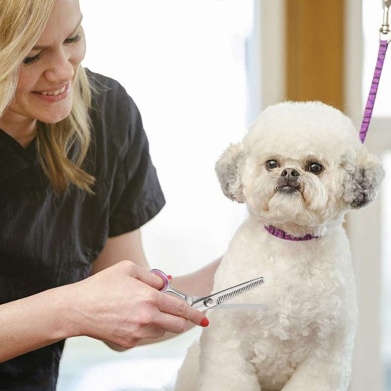 GEMEK Professional Grooming Scissors for Dogs with Round Safety Tips, Dog Grooming Scissors Set - Thinning, Straight, Curved Scissors and Comb for Long Short Hair for Dog Cat Pet GEMEK Professional Grooming Scissors for Dogs with Round Safety Tips, Dog Grooming Scissors Set - Thinning, Straight, Curved Scissors and Comb for Long Short Hair for Dog Cat Pet