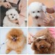 GEMEK Professional Grooming Scissors for Dogs with Round Safety Tips, Dog Grooming Scissors Set - Thinning, Straight, Curved Scissors and Comb for Long Short Hair for Dog Cat Pet