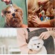 GOTFUN Pack of 4 Dog Grooming Scissors Curved Scissors with Safety Round Tips Professional Thin Scissors Stainless Steel Pet Grooming Scissors Set with Thin Scissors for Dogs Cats Pets