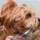 Geaanen Dog Scissors, Fur Scissors for Dogs and Cats, Curved Scissors Dog Scissors Set, Professional Round Grooming Scissors, Cat Grooming Scissors, Dog Grooming Scissors for Cats and Other Pets