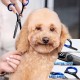 Gimars 4CR Dog Scissors Set Professional 6-in-1 Dog Scissors Grooming Scissors with Bullet Tip, Wear-Proof Titanium-Coated Fur Scissors for Dogs for Cats and Other Animals
