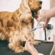 Gimars 4CR Dog Scissors Set Professional 6-in-1 Dog Scissors Grooming Scissors with Bullet Tip, Wear-Proof Titanium-Coated Fur Scissors for Dogs for Cats and Other Animals