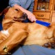 Golden Pets Special Brush I Pet Hair Remover, Dog Brush, Cat Brush I For Vehicle Upholstery & Textile Surfaces I Gentle Massage Effect for Dogs and Cats I + Free E-Book Care Manual (English language Golden Pets Special Brush I Pet Hair Remover, Dog Brush, Cat Brush I For Vehicle Upholstery & Textile Surfaces I Gentle Massage Effect for Dogs and Cats I + Free E-Book Care Manual (English language