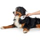 HUNTER SPA Self-Cleaning Brush for Dogs 22.5 x 8.0 cm L Grey / Brown HUNTER SPA Self-Cleaning Brush for Dogs 22.5 x 8.0 cm L Grey / Brown