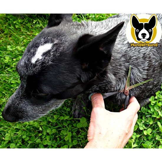 Hundefreund Dog Scissors Set with Thinning Scissors for Grooming | Stainless Steel Scissors with Rounded Tip for Dog Grooming Hundefreund Dog Scissors Set with Thinning Scissors for Grooming | Stainless Steel Scissors with Rounded Tip for Dog Grooming