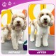 JASON Dog Grooming Scissors Kit, Professional 6 in 1 Dog Scissors Set - 6.5" Thinning, 7" Straight, 7" Up-Curved, 7" Down-Curved Shears and Comb for Dog Cat Pet (Silver)