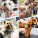 JASON Professional Dog Scissors Set 6 in 1 Fur Scissors for Dogs Set - 7 Inch Straight/Curved/Chunker Thinning Scissors with Ergonomic Handle, Rose Gold JASON Professional Dog Scissors Set 6 in 1 Fur Scissors for Dogs Set - 7 Inch Straight/Curved/Chunker Thinning Scissors with Ergonomic Handle, Rose Gold