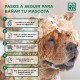 MENFORSAN Aloe Vera Dog Shampoo 1 Litre Pack of 2 Green MENFORSAN Aloe Vera Dog Shampoo 1 Litre Pack of 2 Green