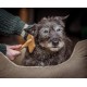 Mikki 6280031 Soft Bamboo Slicker Brush with Ball Heads for Medium/Long/Curly Coat, for Dogs and Cats, Made from Sustainable Bamboo, Small, S, 56 g Mikki 6280031 Soft Bamboo Slicker Brush with Ball Heads for Medium/Long/Curly Coat, for Dogs and Cats, Made from Sustainable Bamboo, Small, S, 56 g