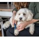 Mikki Slicker Brush for Smoothing Dog & Puppy Fur and Coat Changing Brush for Poodle Crosses such as Cockapoos, Labradoodles, Cavapoos, Maltipoos and Golden Doodles Mikki Slicker Brush for Smoothing Dog & Puppy Fur and Coat Changing Brush for Poodle Crosses such as Cockapoos, Labradoodles, Cavapoos, Maltipoos and Golden Doodles