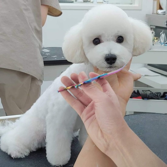 NOVOSACO 7 inch professional dog scissors set, 4-piece pet grooming scissors, straight, curved, thinning fur scissors for dogs, cats, rustproof NOVOSACO 7 inch professional dog scissors set, 4-piece pet grooming scissors, straight, curved, thinning fur scissors for dogs, cats, rustproof
