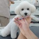 NOVOSACO 7 inch professional dog scissors set, 4-piece pet grooming scissors, straight, curved, thinning fur scissors for dogs, cats, rustproof