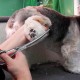 PURPLEBIRD Fur Scissors 7.0 Inch Curved Dog Scissors Cat Scissors Dog Thinning Scissors Dog Scissors for Grooming All Dogs Cat Cutting and Grooming Japanese Stainless Steel 440C Handmade PURPLEBIRD Fur Scissors 7.0 Inch Curved Dog Scissors Cat Scissors Dog Thinning Scissors Dog Scissors for Grooming All Dogs Cat Cutting and Grooming Japanese Stainless Steel 440C Handmade