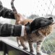 Pack of 1 cat glove, cat brush glove, cat gloves, grooming glove, cat grooming glove, for dogs, cats, short hair, long hair (right hand) Pack of 1 cat glove, cat brush glove, cat gloves, grooming glove, cat grooming glove, for dogs, cats, short hair, long hair (right hand)