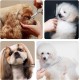 Pet Grooming Scissors for Dogs with Round Safety Tips, Heavy Duty Titanium Pet Grooming Trimmer Set, Professional Thinning Scissors, Straight Scissors with Comb for Dogs and Cats (3 Pack) Pet Grooming Scissors for Dogs with Round Safety Tips, Heavy Duty Titanium Pet Grooming Trimmer Set, Professional Thinning Scissors, Straight Scissors with Comb for Dogs and Cats (3 Pack)