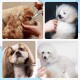 Pet Grooming Scissors for Dogs with Round Safety Tips, Heavy Duty Titanium Pet Grooming Trimmer Set, Professional Thinning Scissors, Straight Scissors with Comb for Dogs and Cats (3 Pack) Pet Grooming Scissors for Dogs with Round Safety Tips, Heavy Duty Titanium Pet Grooming Trimmer Set, Professional Thinning Scissors, Straight Scissors with Comb for Dogs and Cats (3 Pack)
