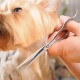 Pet Scissors, 6 Inch Dog Scissors, Stainless Steel Dog Hair Scissors, Thinning Scissors/Curved Scissors/Straight Scissors, Dog Grooming Scissors, Grooming Scissors for Dogs, Cats, Pet Hair Pet Scissors, 6 Inch Dog Scissors, Stainless Steel Dog Hair Scissors, Thinning Scissors/Curved Scissors/Straight Scissors, Dog Grooming Scissors, Grooming Scissors for Dogs, Cats, Pet Hair