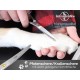 Pet Scissors Paw Scissors Rounded 12 cm Hair Scissors with Curved Cutting Surface for Optimal Grooming for Dogs, Cats and Other Pets - Stainless Steel Silver Pet Scissors Paw Scissors Rounded 12 cm Hair Scissors with Curved Cutting Surface for Optimal Grooming for Dogs, Cats and Other Pets - Stainless Steel Silver