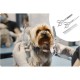 Pethaus Dog Clipper Grooming Set Low Noise Clipper for Dogs Cats 4 Attachments 3 to 12 mm Scissors Comb Claw Cutter File Grey Pethaus Dog Clipper Grooming Set Low Noise Clipper for Dogs Cats 4 Attachments 3 to 12 mm Scissors Comb Claw Cutter File Grey