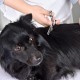Professional Dog Scissors Round Tip Stainless Steel Eye Trimmer for Dogs and Cats, Professional Grooming Tool, Size 6.7 x 2.6 x 0.43 inch Professional Dog Scissors Round Tip Stainless Steel Eye Trimmer for Dogs and Cats, Professional Grooming Tool, Size 6.7 x 2.6 x 0.43 inch