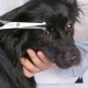 Professional Dog Scissors Round Tip Stainless Steel Eye Trimmer for Dogs and Cats, Professional Grooming Tool, Size 6.7 x 2.6 x 0.43 inch Professional Dog Scissors Round Tip Stainless Steel Eye Trimmer for Dogs and Cats, Professional Grooming Tool, Size 6.7 x 2.6 x 0.43 inch