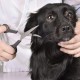 Professional Dog Scissors Round Tip Stainless Steel Eye Trimmer for Dogs and Cats, Professional Grooming Tool, Size 6.7 x 2.6 x 0.43 inch Professional Dog Scissors Round Tip Stainless Steel Eye Trimmer for Dogs and Cats, Professional Grooming Tool, Size 6.7 x 2.6 x 0.43 inch