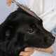 Professional Dog Scissors Round Tip Stainless Steel Eye Trimmer for Dogs and Cats, Professional Grooming Tool, Size 6.7 x 2.6 x 0.43 inch Professional Dog Scissors Round Tip Stainless Steel Eye Trimmer for Dogs and Cats, Professional Grooming Tool, Size 6.7 x 2.6 x 0.43 inch