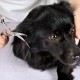 Professional Dog Scissors Round Tip Stainless Steel Eye Trimmer for Dogs and Cats, Professional Grooming Tool, Size 6.7 x 2.6 x 0.43 inch Professional Dog Scissors Round Tip Stainless Steel Eye Trimmer for Dogs and Cats, Professional Grooming Tool, Size 6.7 x 2.6 x 0.43 inch
