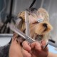 ROROJOYMA Pet Scissors, 6 Inch Professional Dog Scissors, Stainless Steel Fur Scissors for Dogs and Cats, for Dogs, Cats, Pink ROROJOYMA Pet Scissors, 6 Inch Professional Dog Scissors, Stainless Steel Fur Scissors for Dogs and Cats, for Dogs, Cats, Pink