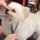 ROROJOYMA Pet Scissors, 6 Inch Professional Dog Scissors, Stainless Steel Fur Scissors for Dogs and Cats, for Dogs, Cats, Pink ROROJOYMA Pet Scissors, 6 Inch Professional Dog Scissors, Stainless Steel Fur Scissors for Dogs and Cats, for Dogs, Cats, Pink