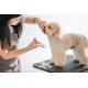 Stainless Steel Straight Dog Hair Scissors with Round Tip