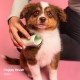 Tangle Teezer | Pet Teezer | Puppy Grooming Brush | Dry Brush or Dog Bath Brush | Mint Tangle Teezer | Pet Teezer | Puppy Grooming Brush | Dry Brush or Dog Bath Brush | Mint