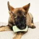 Tangle Teezer | Pet Teezer | Puppy Grooming Brush | Dry Brush or Dog Bath Brush | Mint Tangle Teezer | Pet Teezer | Puppy Grooming Brush | Dry Brush or Dog Bath Brush | Mint
