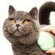 Tangle Teezer Pet Teezer Cat Brush - For Cats with Short to Medium Fur - Grooming Brush for Cats with Two Stage Bristles that Gives Shine and Smoothness - Green Tangle Teezer Pet Teezer Cat Brush - For Cats with Short to Medium Fur - Grooming Brush for Cats with Two Stage Bristles that Gives Shine and Smoothness - Green