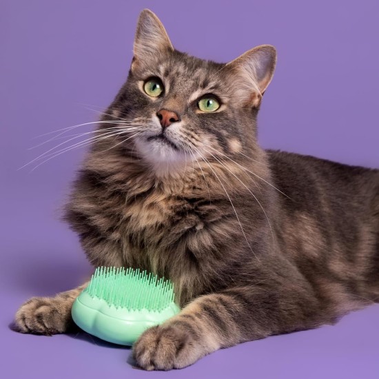 Tangle Teezer Pet Teezer Cat Brush - For Cats with Short to Medium Fur - Grooming Brush for Cats with Two Stage Bristles that Gives Shine and Smoothness - Green Tangle Teezer Pet Teezer Cat Brush - For Cats with Short to Medium Fur - Grooming Brush for Cats with Two Stage Bristles that Gives Shine and Smoothness - Green